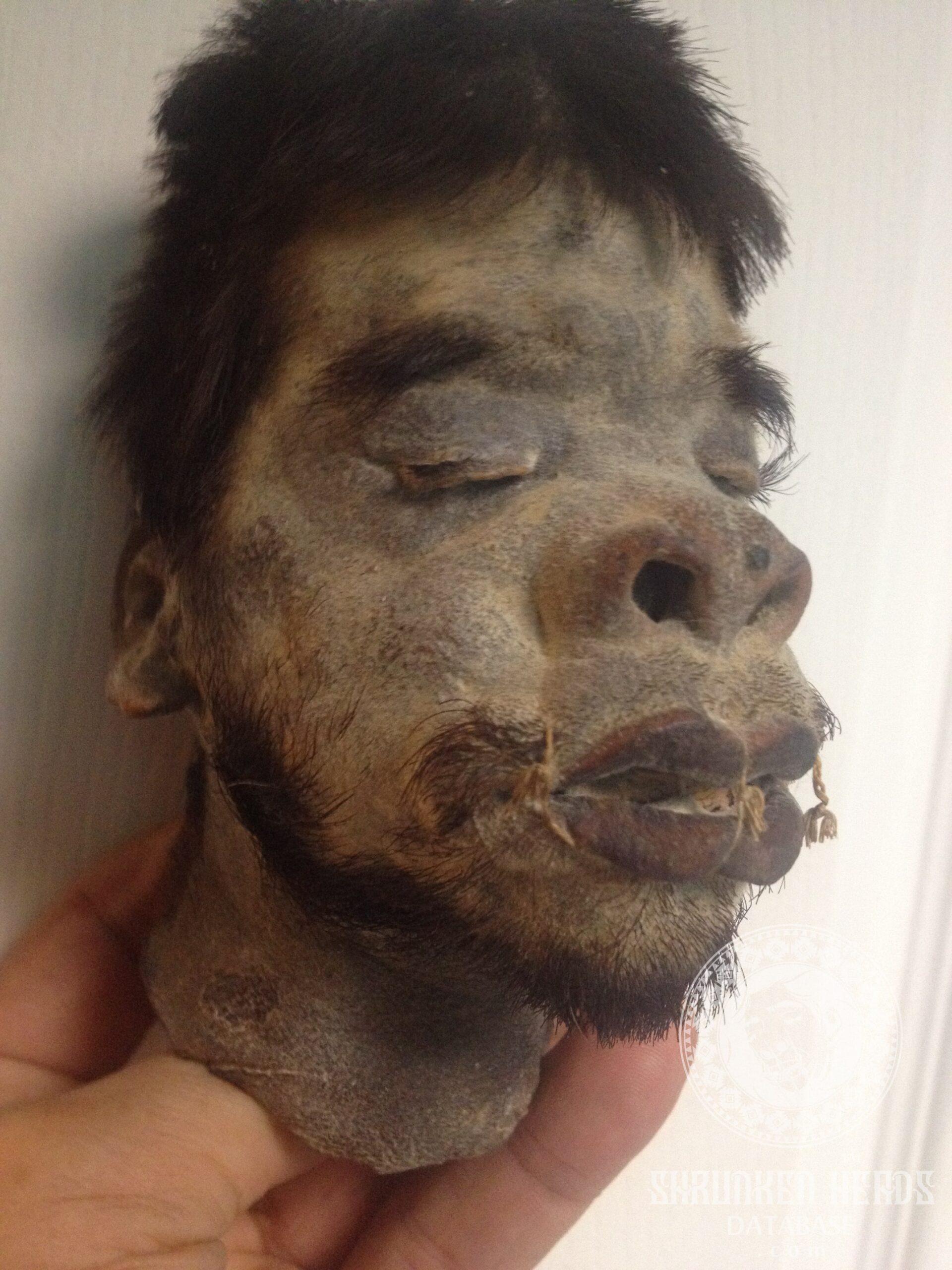 man holding famous Eretz Museum shrunken head that had DNA tests done on it years ago in israel