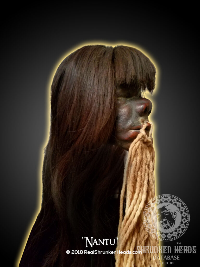 authentic human shrunken head from the jivaro tribe tsantsa with long hair and lips sewn shut expert mcginty