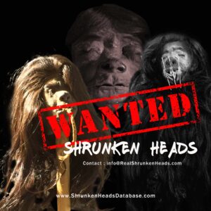 we buy and sell real shrunken heads. Tsantsa